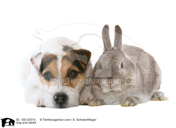 Hund und Kaninchen / dog and rabbit / SS-33510