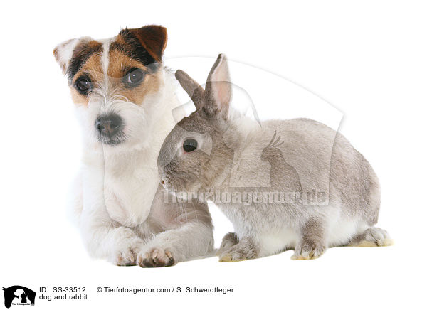 Hund und Kaninchen / dog and rabbit / SS-33512