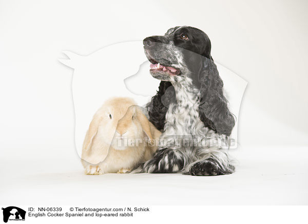 English Cocker Spaniel und Widderkaninchen / English Cocker Spaniel and lop-eared rabbit / NN-06339