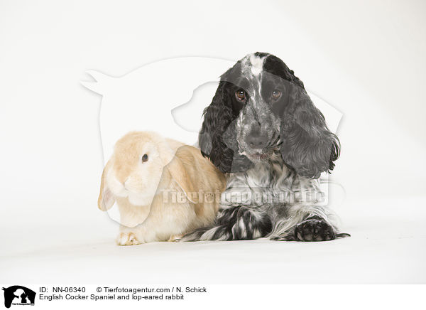 English Cocker Spaniel und Widderkaninchen / English Cocker Spaniel and lop-eared rabbit / NN-06340