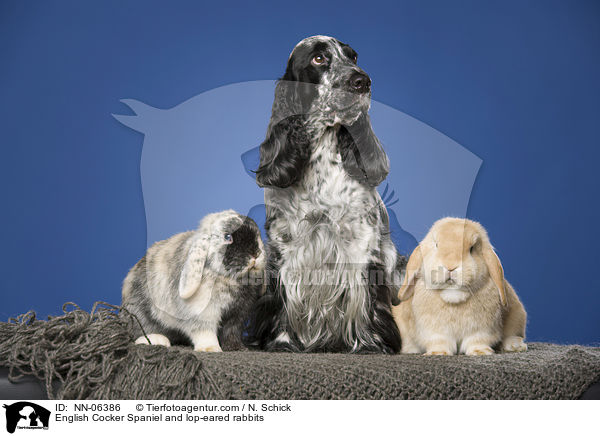 English Cocker Spaniel and lop-eared rabbits / NN-06386
