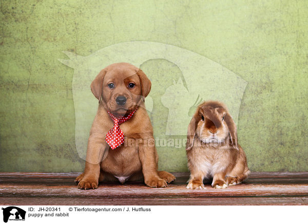 puppy and rabbit / JH-20341