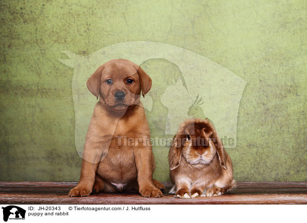 Hundewelpe und Kaninchen / puppy and rabbit / JH-20343