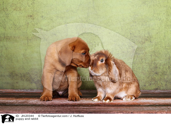Hundewelpe und Kaninchen / puppy and rabbit / JH-20344