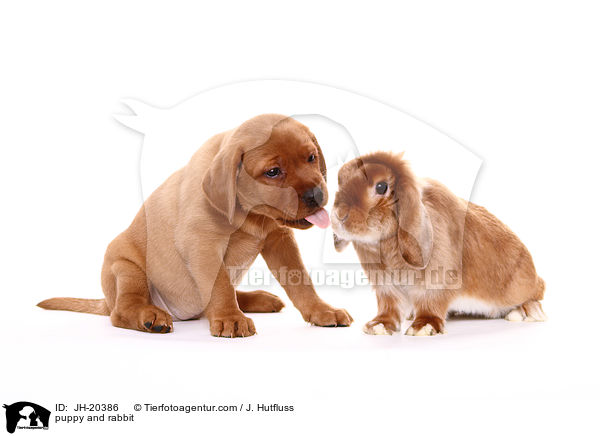 puppy and rabbit / JH-20386