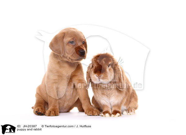 Hundewelpe und Kaninchen / puppy and rabbit / JH-20387