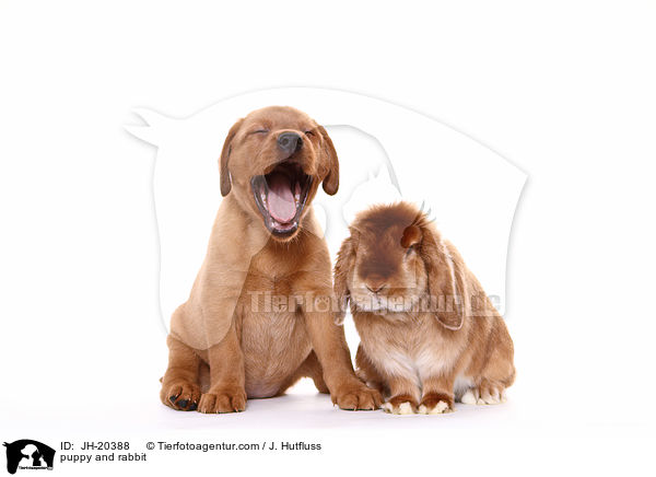 puppy and rabbit / JH-20388