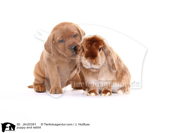 Hundewelpe und Kaninchen / puppy and rabbit / JH-20391