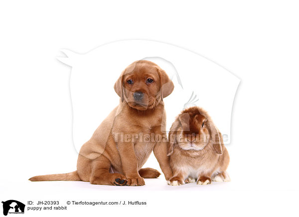 puppy and rabbit / JH-20393