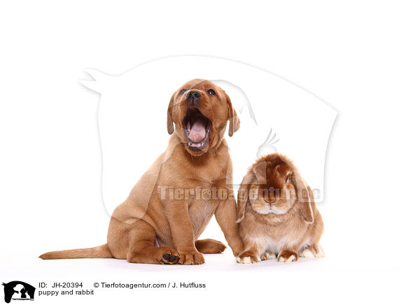 puppy and rabbit / JH-20394