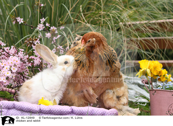Hund und Kaninchen / chicken and rabbit / KL-12849