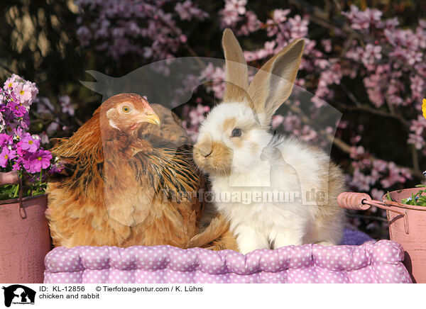 Hund und Kaninchen / chicken and rabbit / KL-12856