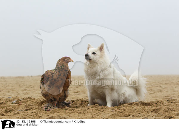 Hund und Huhn / dog and chicken / KL-12868