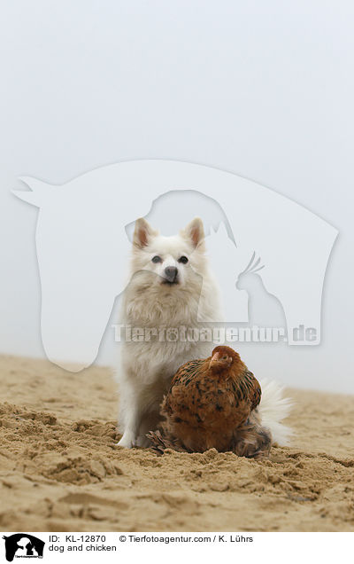 Hund und Huhn / dog and chicken / KL-12870