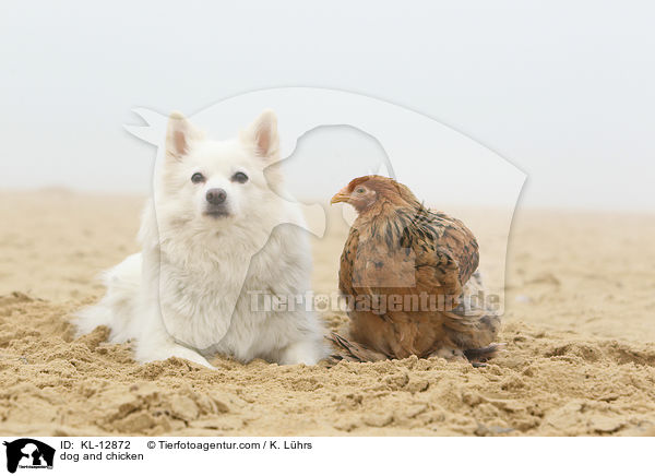 Hund und Huhn / dog and chicken / KL-12872