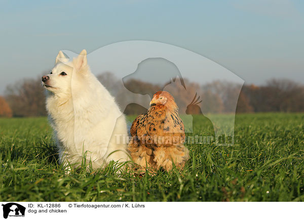 Hund und Huhn / dog and chicken / KL-12886