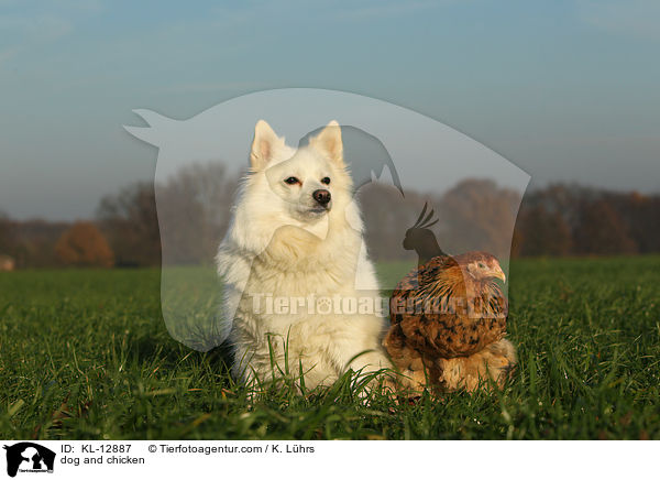 Hund und Huhn / dog and chicken / KL-12887