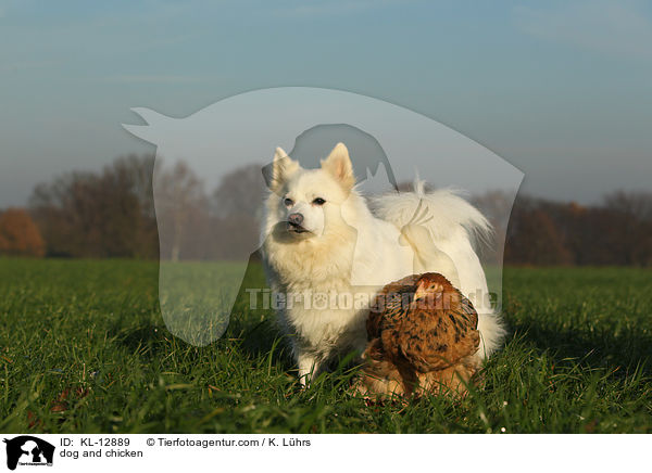 Hund und Huhn / dog and chicken / KL-12889