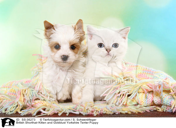Britisch Kurzhaar Ktzchen und Golddust Yorkshire Terrier Welpe / British Shorthair Kitten and Golddust Yorkshire Terrier Puppy / SS-36273