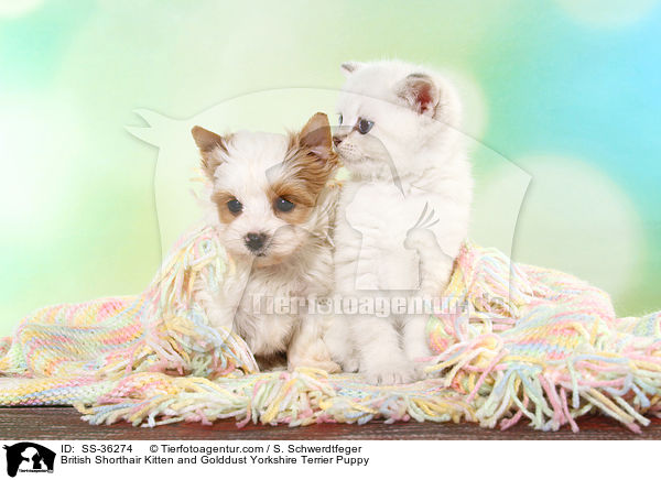 Britisch Kurzhaar Ktzchen und Golddust Yorkshire Terrier Welpe / British Shorthair Kitten and Golddust Yorkshire Terrier Puppy / SS-36274