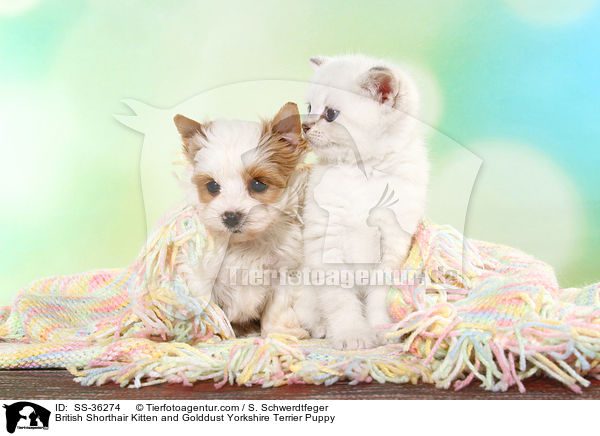 British Shorthair Kitten and Golddust Yorkshire Terrier Puppy / SS-36274