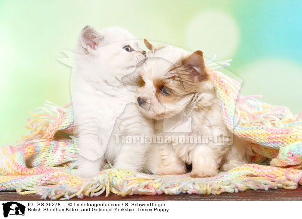 Britisch Kurzhaar Ktzchen und Golddust Yorkshire Terrier Welpe / British Shorthair Kitten and Golddust Yorkshire Terrier Puppy / SS-36278