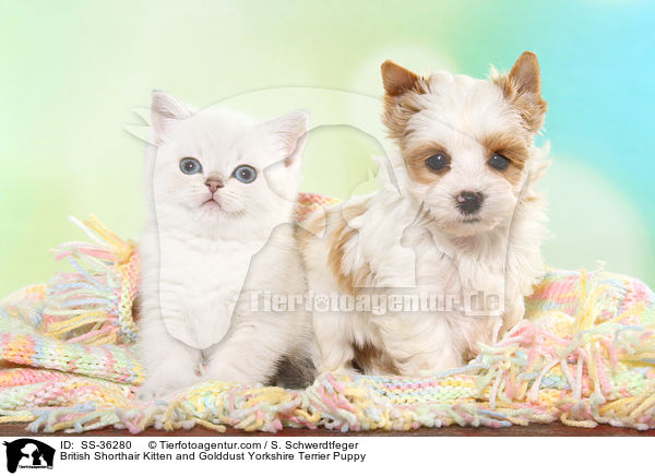 British Shorthair Kitten and Golddust Yorkshire Terrier Puppy / SS-36280