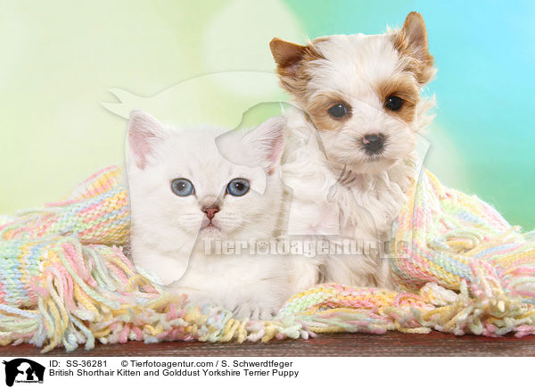 British Shorthair Kitten and Golddust Yorkshire Terrier Puppy / SS-36281