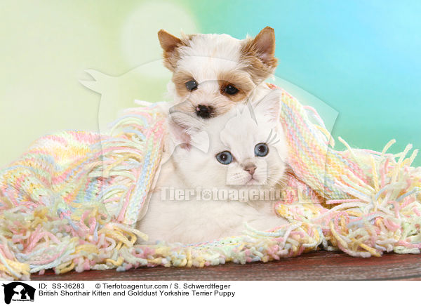 British Shorthair Kitten and Golddust Yorkshire Terrier Puppy / SS-36283