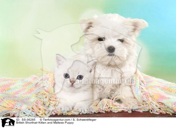 Britisch Kurzhaar Ktzchen und Malteser Welpe / British Shorthair Kitten and Maltese Puppy / SS-36285