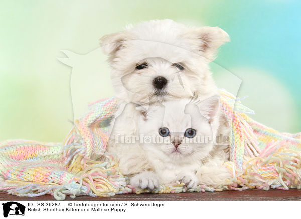 Britisch Kurzhaar Ktzchen und Malteser Welpe / British Shorthair Kitten and Maltese Puppy / SS-36287