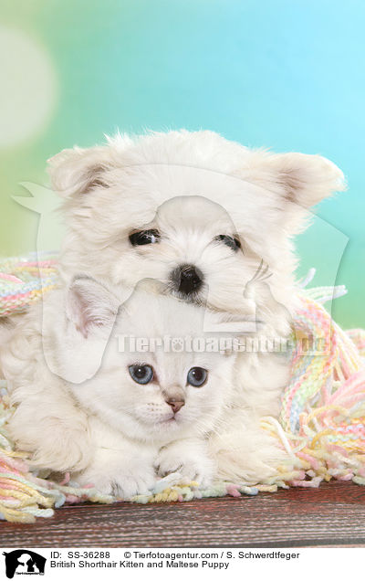 Britisch Kurzhaar Ktzchen und Malteser Welpe / British Shorthair Kitten and Maltese Puppy / SS-36288