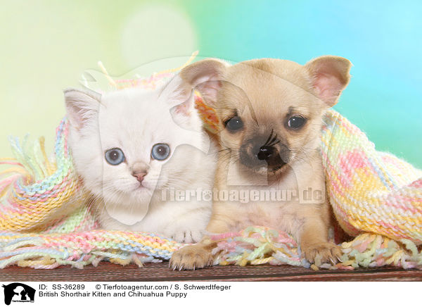 Britisch Kurzhaar Ktzchen und Chihuahua Welpe / British Shorthair Kitten and Chihuahua Puppy / SS-36289