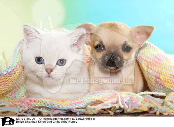 Britisch Kurzhaar Ktzchen und Chihuahua Welpe / British Shorthair Kitten and Chihuahua Puppy / SS-36290