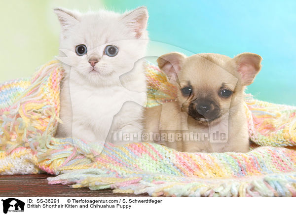 Britisch Kurzhaar Ktzchen und Chihuahua Welpe / British Shorthair Kitten and Chihuahua Puppy / SS-36291