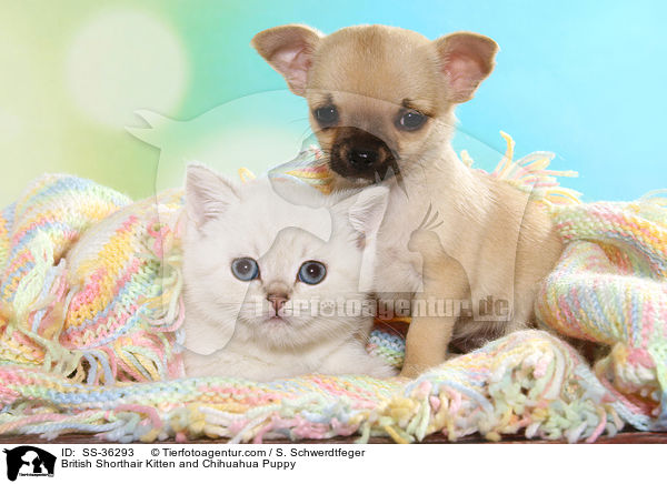 British Shorthair Kitten and Chihuahua Puppy / SS-36293
