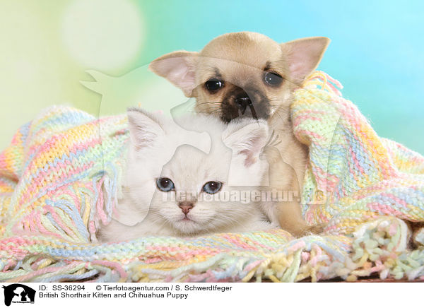 Britisch Kurzhaar Ktzchen und Chihuahua Welpe / British Shorthair Kitten and Chihuahua Puppy / SS-36294