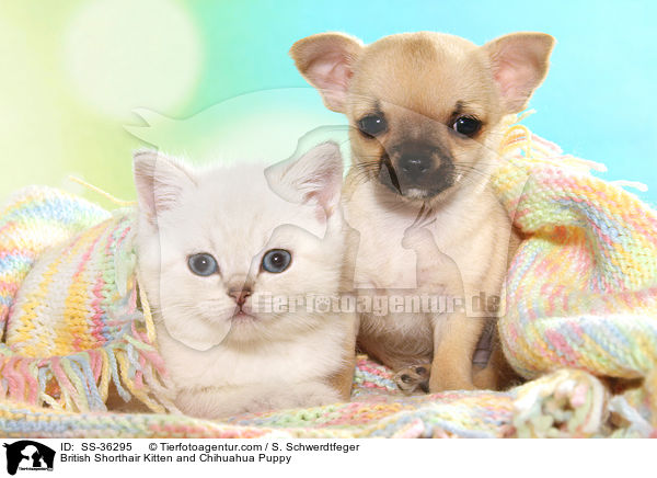 British Shorthair Kitten and Chihuahua Puppy / SS-36295