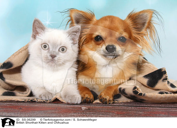 British Shorthair Kitten and Chihuahua / SS-36299