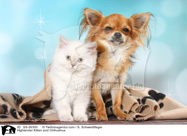 Highlander Kitten and Chihuahua / SS-36300