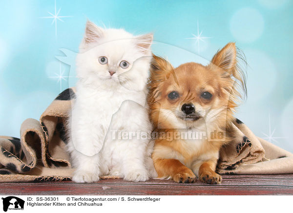 Highlander Kitten and Chihuahua / SS-36301