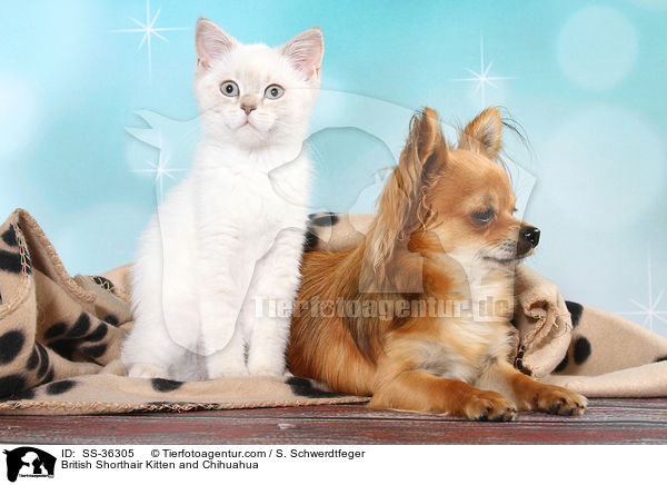 British Shorthair Kitten and Chihuahua / SS-36305