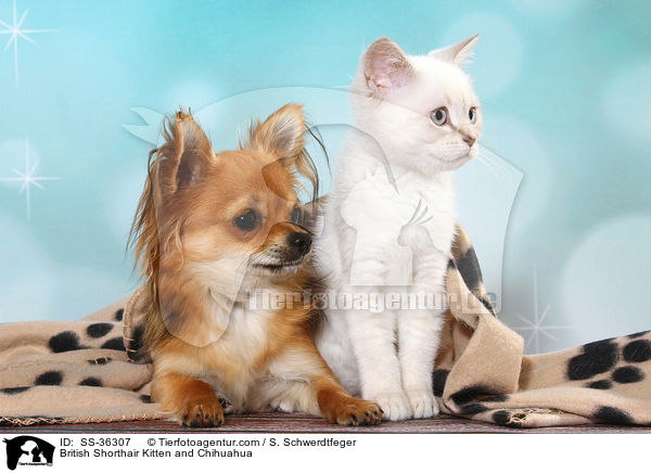 British Shorthair Kitten and Chihuahua / SS-36307
