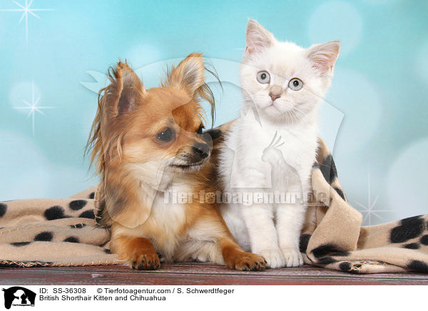 Britisch Kurzhaar Ktzchen und Chihuahua / British Shorthair Kitten and Chihuahua / SS-36308
