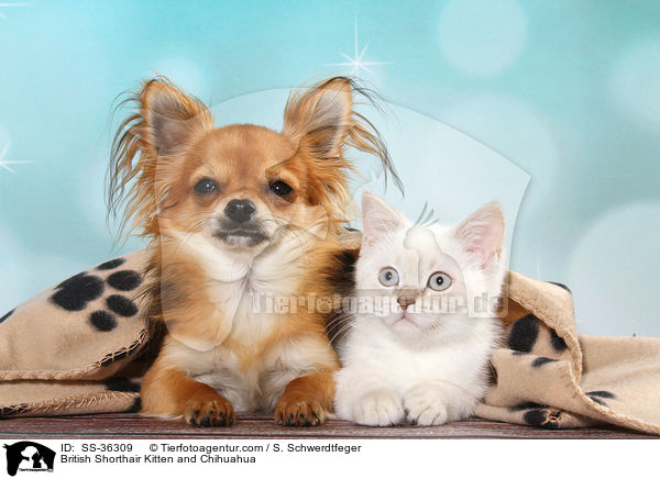 Britisch Kurzhaar Ktzchen und Chihuahua / British Shorthair Kitten and Chihuahua / SS-36309