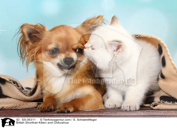 British Shorthair Kitten and Chihuahua / SS-36311