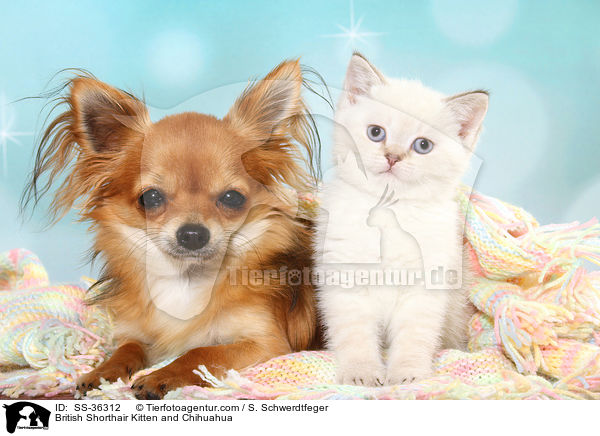 British Shorthair Kitten and Chihuahua / SS-36312