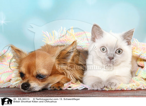 British Shorthair Kitten and Chihuahua / SS-36313