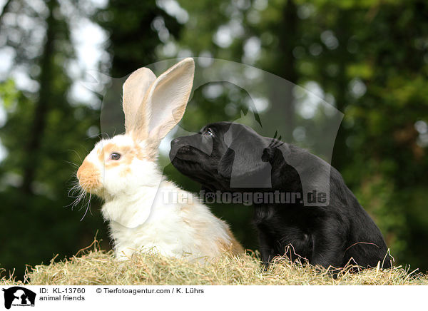 Tierfreunde / animal friends / KL-13760