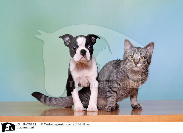 dog and cat / JH-20811